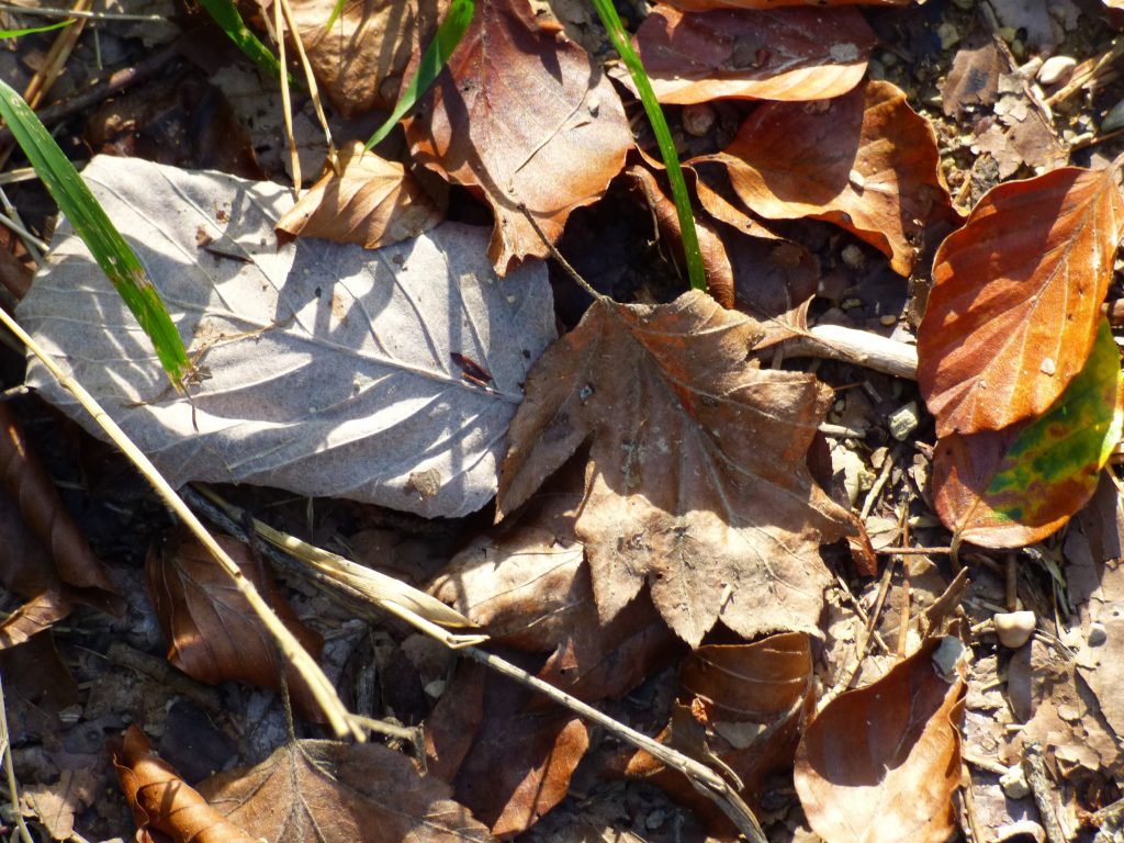 Herbstlaub Mehlbeere links, Elsbeere mitte, Buche rechts, Staatswald Densbüren, 21.09.2016