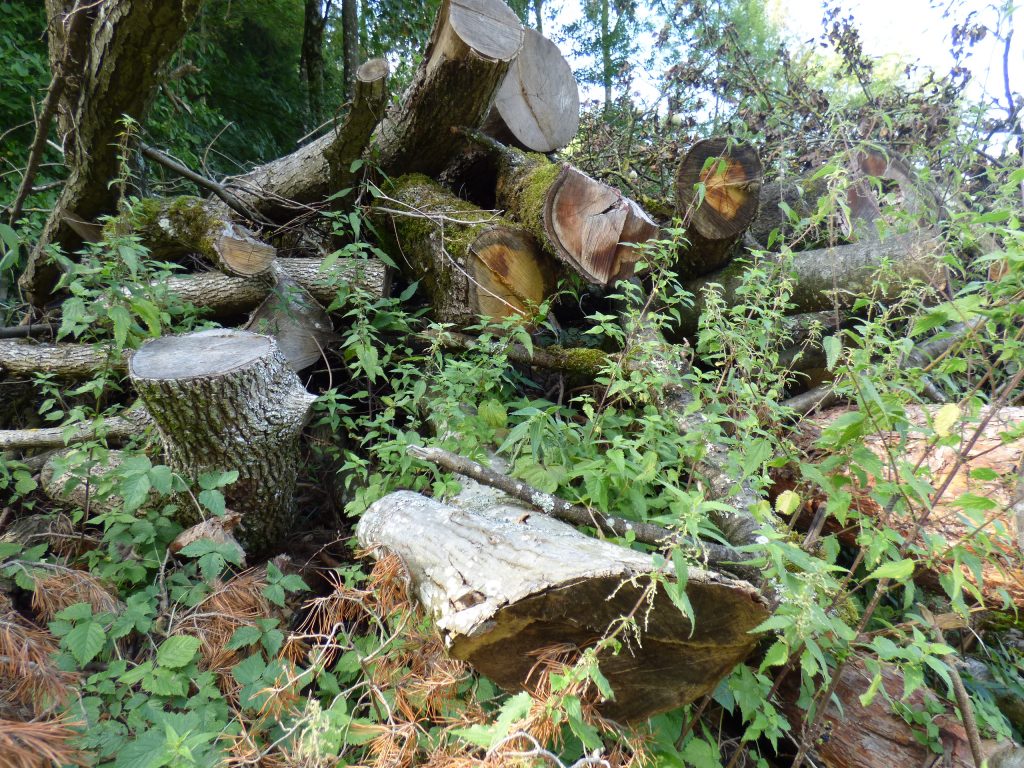 Naturschutz im - Elsbeere Baumarten Seltene finden: und Wald Die Tipp: Naturschutz-Irrtum - suchen