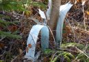 Verrottender Plastik versaut den Waldboden für Jahrhunderte