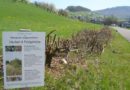 Verwüstete Büsche und wood-waste im Jurapark Aargau