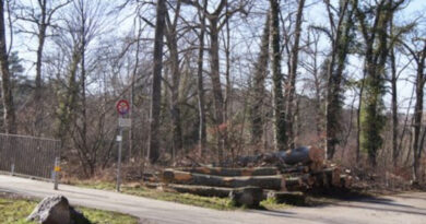 Brugg Geissenschachen: Wer stoppt die Holzerei im Auenschutzpark?